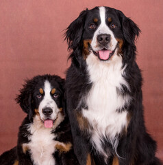 portrait of the adult and puppy Bernese Mountain Dog puppy