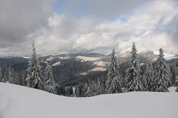 Fototapeta na wymiar great view on snowy forest of evergreen snow-covered fir trees and mountains
