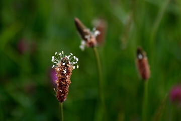 Close up of a spring flower