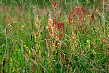 Spring vegetation in the countryside