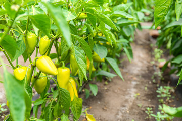 Bush with green bell pepper growing in garden