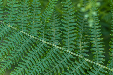 Fern Branch Several Macro Natural Leaves in Forest