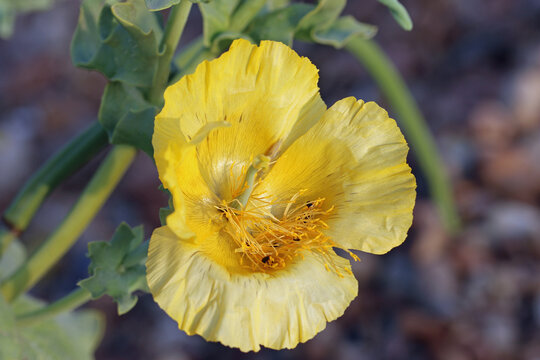 Yellow horned poppy flower in close up