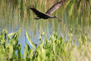 Limpkin in Flight with Apple Snail Catch Sweetwater Wetlands Park