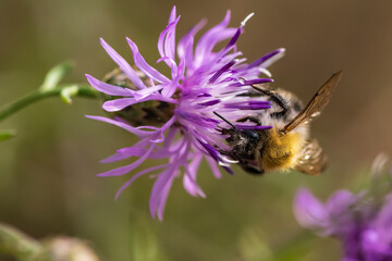 Eine Biene sucht sich Nektar