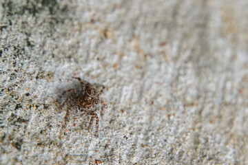 This is a macro photo of a spider.  spider macro photo, jumping spider photo, close-up photo of spider.