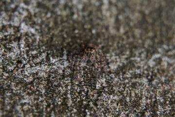 This is a macro photo of a spider.  spider macro photo, jumping spider photo, close-up photo of spider.