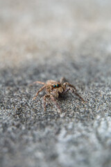 This is a macro photo of a spider.  spider macro photo, jumping spider photo, close-up photo of spider.