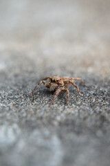 This is a macro photo of a spider.  spider macro photo, jumping spider photo, close-up photo of spider.