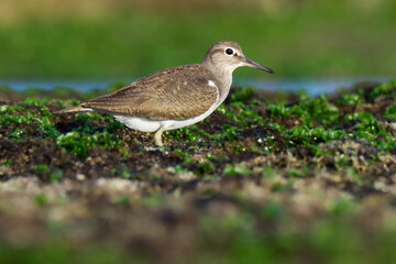 Common sandpiper bird standing on rock. Beautiful bird in nature. Waterbird. Actitis hypoleucos.  Brown, white sandpiper on beach.