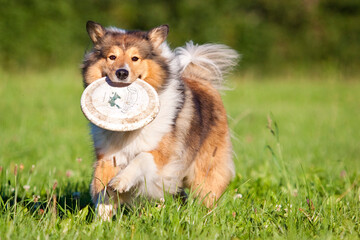 Obraz na płótnie Canvas rough collie dog playing and carrying frisbee in grass