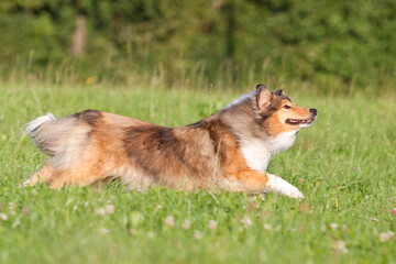 rough collie dog running sideways through grass