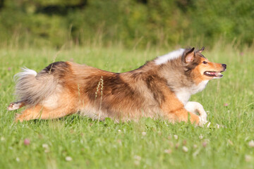 rough collie dog running sideways through grass