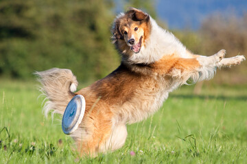 Fototapeta na wymiar rough collie dog playing and jumping with frisbee in grass
