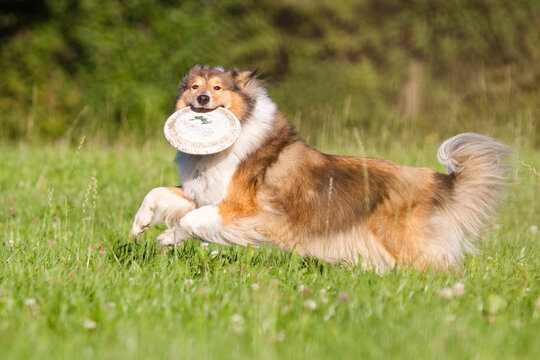 rough collie dog running and carrying frisbee in grass