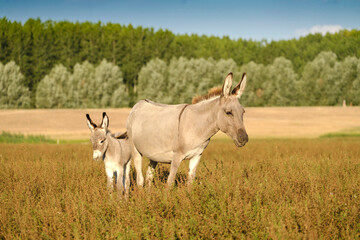 Grey cute baby donkey and mother on summer meadow