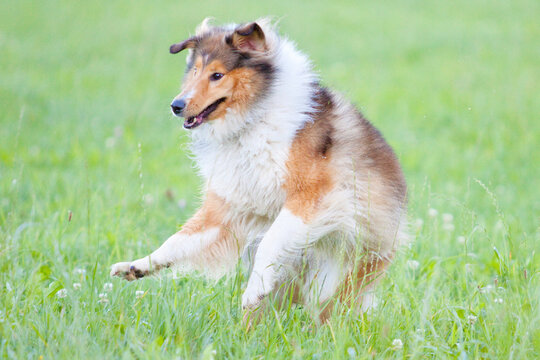 rough collie dog jumping high in grass 