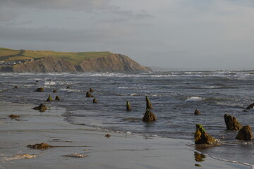 the remains of the petrified forest on Borth beach during low tide