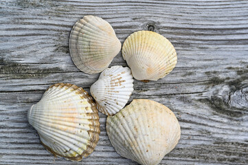 five seashells lying on a wooden jetty