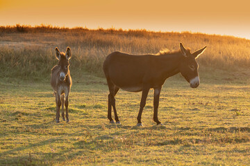 Brown cute baby donkey and mother on sunset pasture