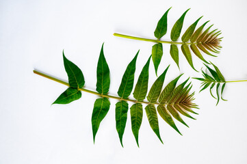 Three ailanthus altissima twig with green leaf on white background.