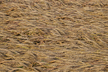background in the form of a field with crushed wheat