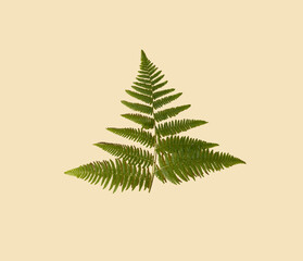 Beautiful natural green leaf on bright beige background. Minimal nature concept. Flat lay.