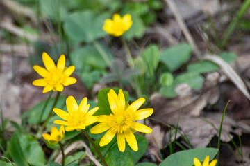 Yellow Lesser celandine, Ficaria verna spring flowers macro close-up. Nature blossom on green blurred background