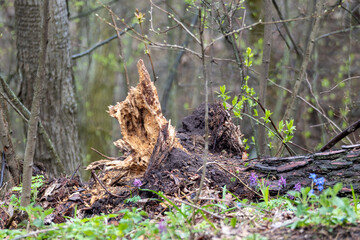 Naklejka na ściany i meble Fallen rotten brown old tree log in spring forest surrounded with flowers and young greenery. Climate change, ecosystem problems