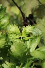 green leaves in the garden