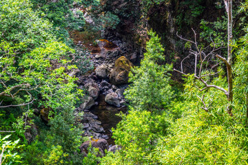 Fototapeta premium Madeira - Levada do Castelejo