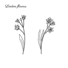 Linden flower sprig, decorative graphic outline basswood vector hand drawn ink illustration isolated on white, line art set honey flowers, doodle sketch for design herbal tea,cosmetic
