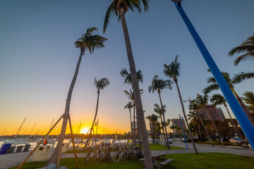 Obraz premium Coconut Grove under a clear sky at sunset