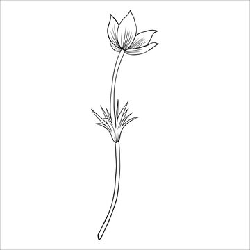 Lumbago meadow, Pulsatilla flower ink sketch, Vector Pasque flower isolated on white, floral line art illustration, Botanical drawing of Perennial poisonous flowering plant for design phytotherapy