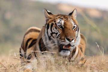 Tigre