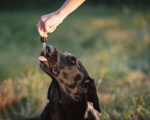 Giving CBD hemp oil to dog with a dropper pipette