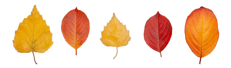 Multicolored fallen autumn leaves isolated on white background