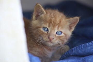 Blue-eyed kitten Strolchi