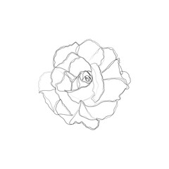 Rose continuous line drawing, tattoo, print for clothes and logo design, decorative flower silhouette single line on a white background, isolated vector illustration.