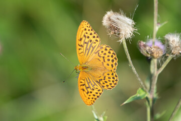 Silver-washed fritillary (Argynnis paphia)