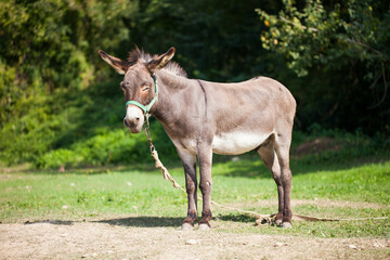 Donkey on a farm grazing in a meadow. Animal portrait