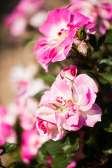 Naklejka na ściany i meble Beautiful pink flowers close up. Nature backgrounds