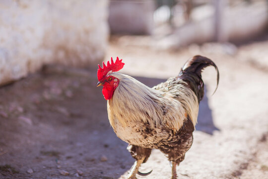 Rooster close up on a farm. Livestock photo.