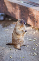 Marmot. Wild animal portrait. Photo close up.