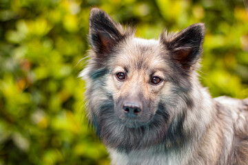 icelandic sheepdog portrait with brown sparkling eyes