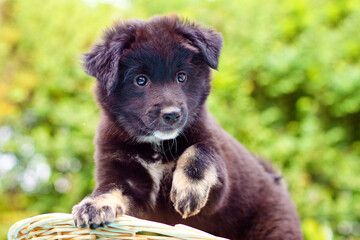 black icelandic sheepdog puppy standing on brim of basket with one lifted brown paw