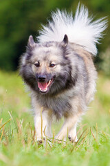 icelandic sheepdog running with tongue out through grass