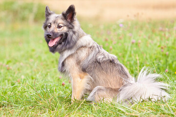 smiling icelandic sheepdog sitting in grass with tongue out