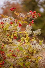 Rose hip berries branches close up. Bright autumn backgrounds. Nature photo.