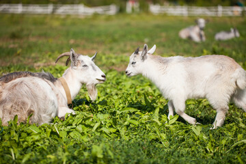 Obraz premium Goat on a farm grazing in a meadow. Village landscape.